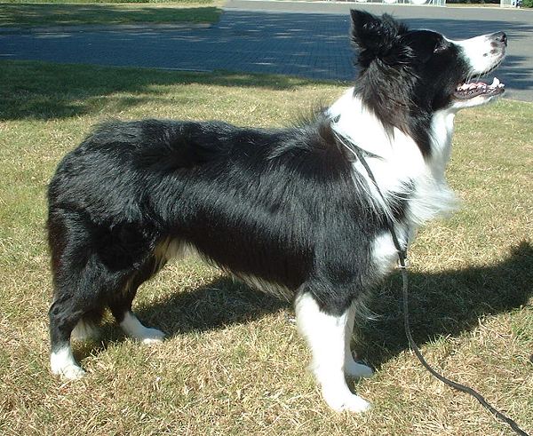 Picture of a dog