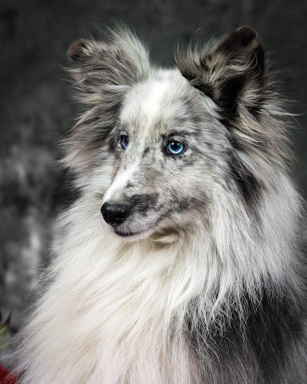 Shetland Sheepdog